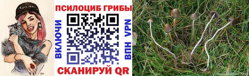 Галлюциногенные грибы GOLDEN TEACHER  Тверь 